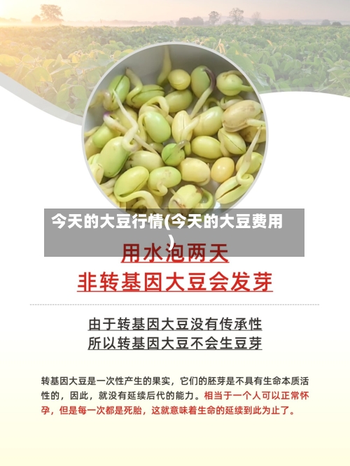 今天的大豆行情(今天的大豆费用)-第2张图片