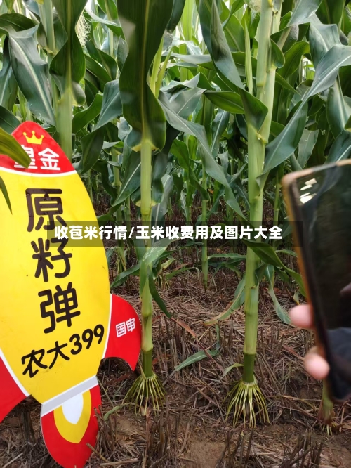 收苞米行情/玉米收费用及图片大全