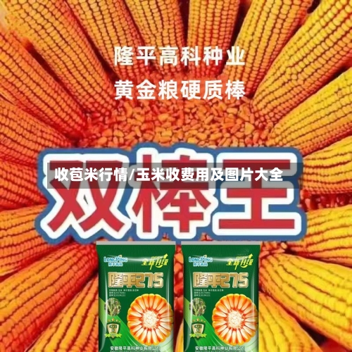收苞米行情/玉米收费用及图片大全-第3张图片