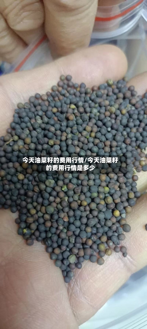 今天油菜籽的费用行情/今天油菜籽的费用行情是多少