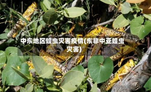 中东地区蝗虫灾害疫情(东非中亚蝗虫灾害)