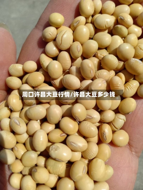 周口许昌大豆行情/许昌大豆多少钱