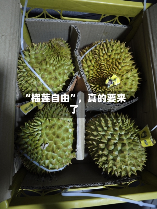“榴莲自由	”，真的要来了-第2张图片