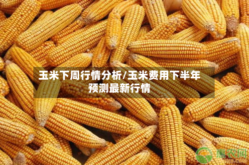 玉米下周行情分析/玉米费用下半年预测最新行情