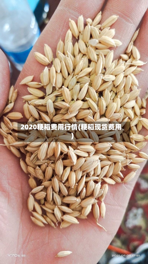 2020粳稻费用行情(粳稻现货费用)