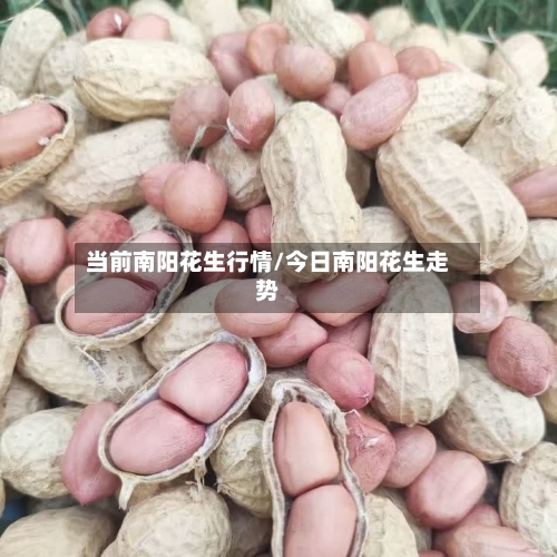 当前南阳花生行情/今日南阳花生走势