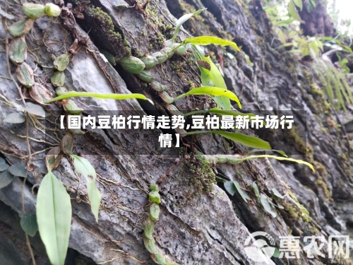 【国内豆柏行情走势,豆柏最新市场行情】-第3张图片