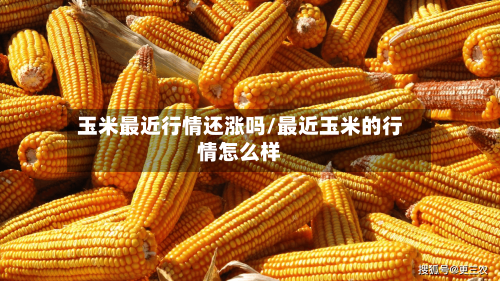 玉米最近行情还涨吗/最近玉米的行情怎么样