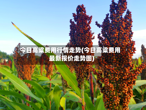 今日高粱费用行情走势(今日高粱费用最新报价走势图)
