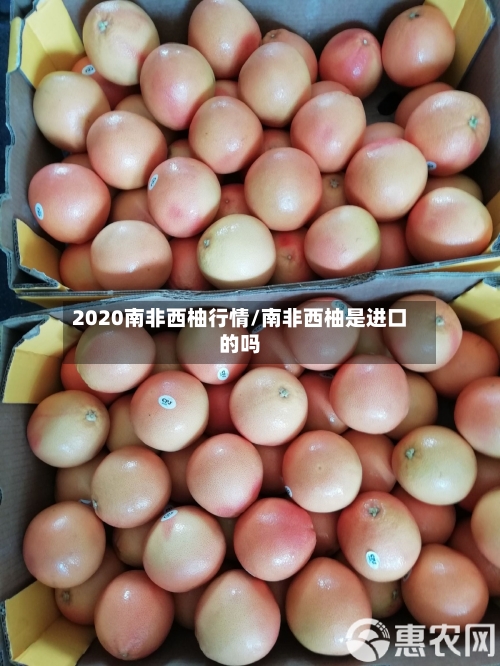 2020南非西柚行情/南非西柚是进口的吗
