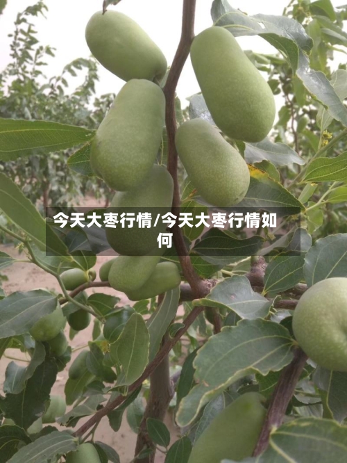 今天大枣行情/今天大枣行情如何-第2张图片