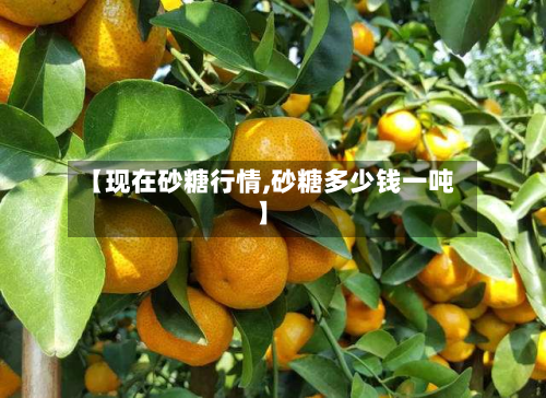 【现在砂糖行情,砂糖多少钱一吨】